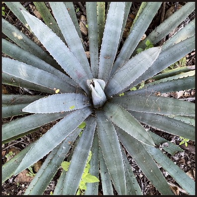 Psychedelic Retreat Mexico