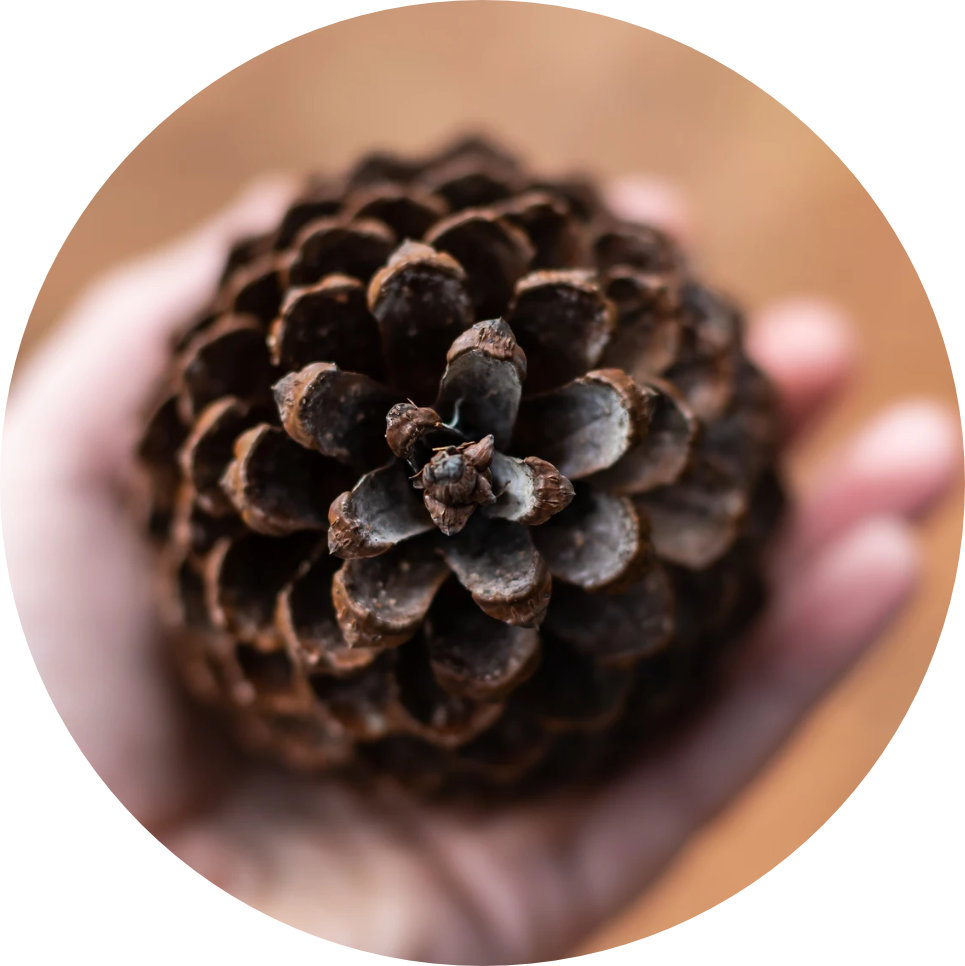 Nature-Personal-Coaching-pineal-pinecone